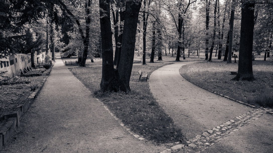 A black and white photo of two paths in a park or forest. A lot of trees are visible throughout, and a park bench is on the side of the path to the right. It curves to the right, while another path at the left goes straight.