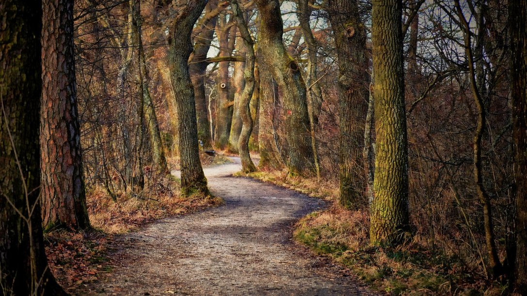 A path through a forest with trees on either side. The photo was taken in autumn, so there are no leaves on the trees.