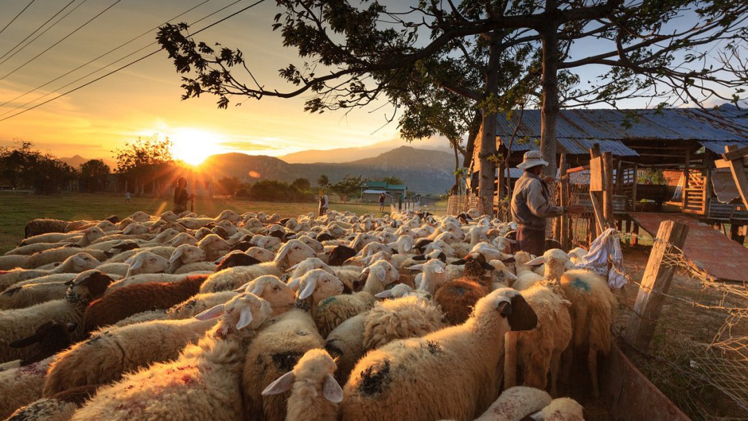 A shepherd is with his sheep. He is standing in front of a fence with dozens of sheep behind him. A barn or farm house can be seen on the other side of the fence. Some trees are visible further down the fence line. At the left side of the image the sun is peeping over some mountains on the horizon.