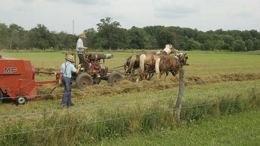 A couple of Amish men farming.