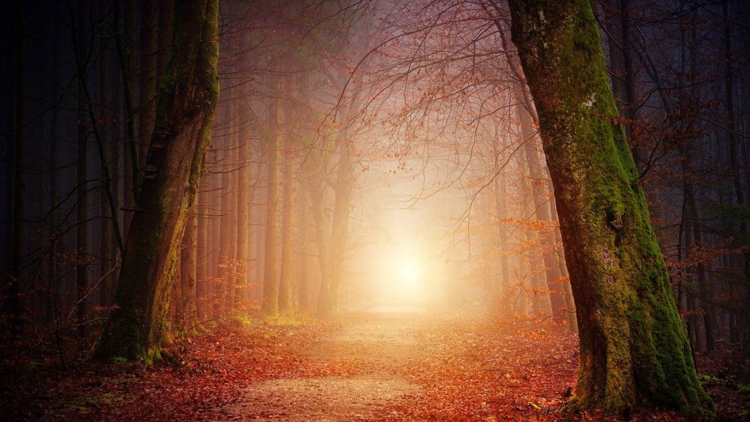 Light shining through a foggy forest.