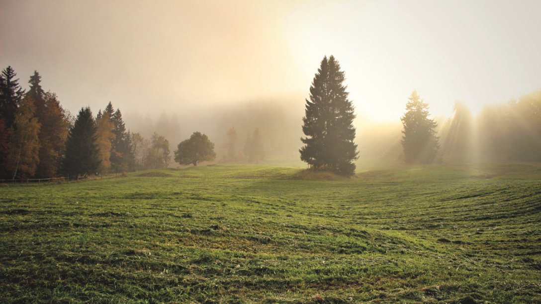 A field of grass and trees bathed in sunlight.