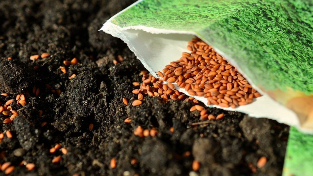 An open bag of seeds poured out onto garden soil.